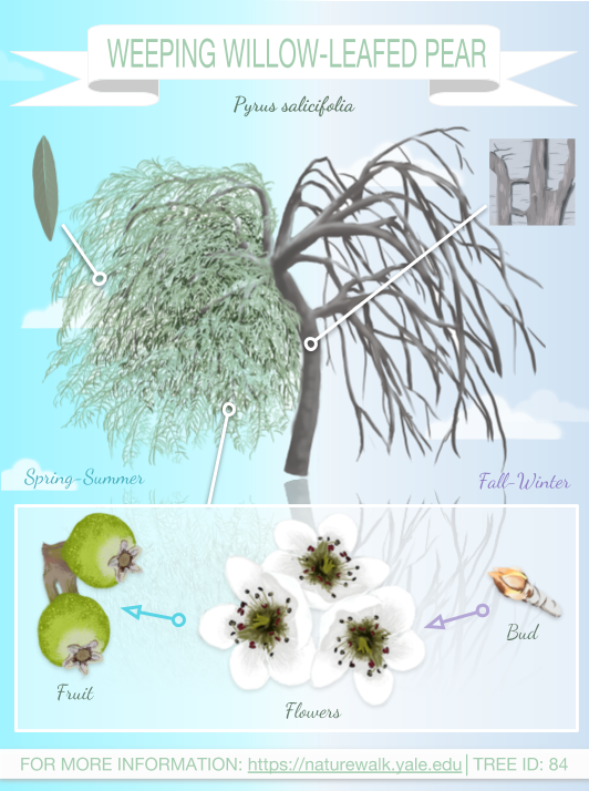 Weeping Willowleafed Pear Yale Nature Walk